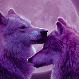Loving Wolves