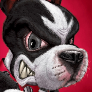 Boston University Terrier