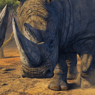 Rhino Stand-Off